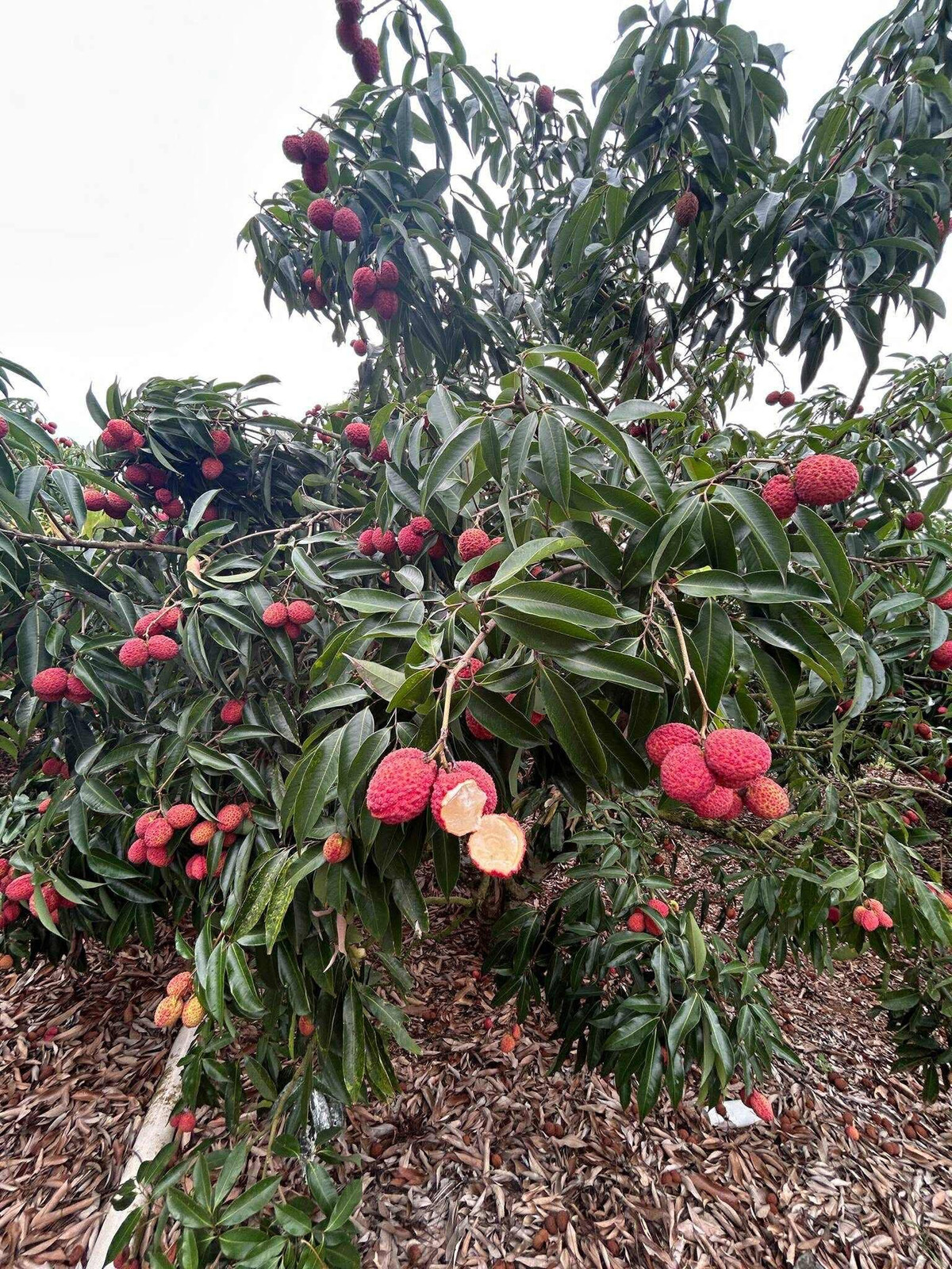 Vải thiều Trung Quốc vỏ màu hồng đỏ, cùi dày, trong veo như thạch và không có hạt (tỷ lệ quả có hạt nhỏ như hạt đỗ chỉ chiếm khoảng 2%). Ảnh: Facebook Hà An