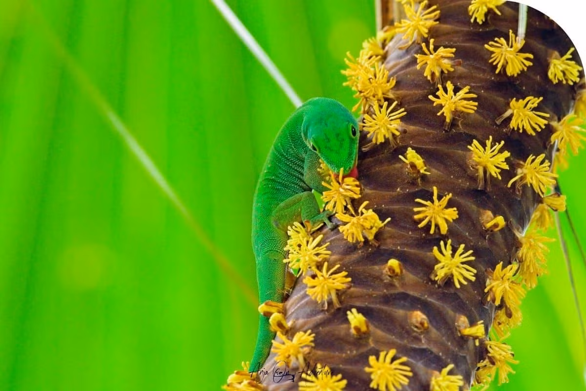 Dù người ta tin rằng ong và ruồi đóng một vai trò nhất định, nhưng các nghiên cứu gần đây cho thấy phần lớn sự thụ phấn được thực hiện bởi tắc kè và gió. Ảnh: Anjaonadventure