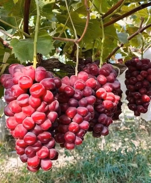 Theo các tiểu thương, nho đỏ trái tim có nguồn gốc từ Nhật Bản, sau đó du nhập về Trung Quốc trồng với diện tích lớn. Ảnh: FB Trần Thị Huyền Trang