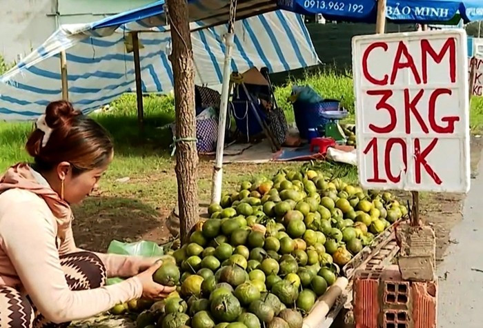 Giá cam sành lao dốc do diện tích trồng tăng nhanh trong khi thị trường tiêu thụ chủ yếu vẫn là nội địa, dẫn đến cung vượt cầu. Ảnh: VOV