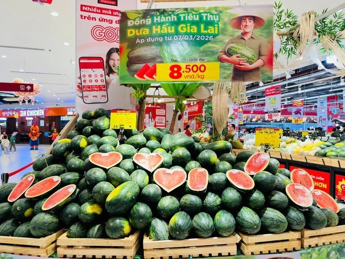 Để góp phần chia sẻ khó khăn với người trồng dưa, nhiều hệ thống bán lẻ, siêu thị đã đưa dưa hấu Gia Lai vào tiêu thụ tại siêu thị với hình thức bán không lợi nhuận, giá khoảng 7.500-8.500 đồng/kg. Ảnh: Người lao động