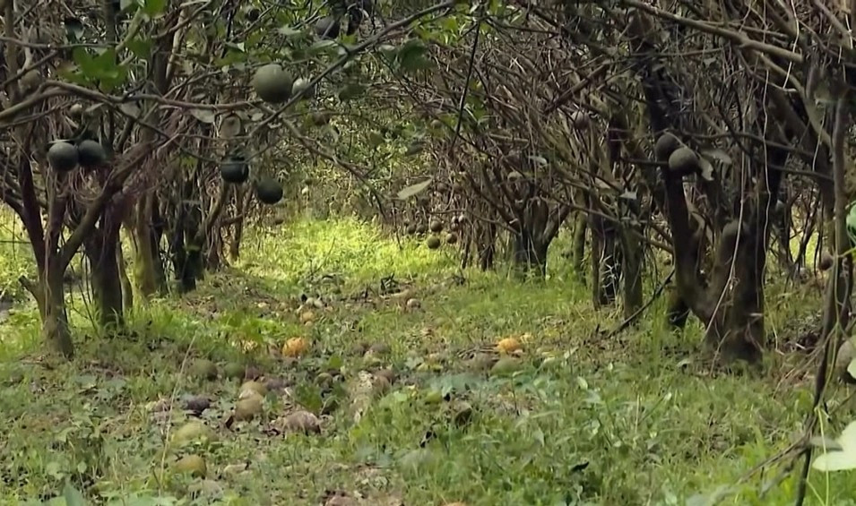 Chi phí đầu tư cho một ha cam sành lên tới 400-500 triệu đồng. Với mức giá hiện nay, nông dân ước tính mỗi năm lỗ khoảng 100-200 triệu đồng/ha. Ảnh: VOV