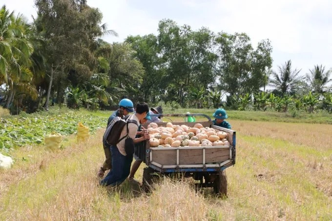 Trước tình trạng trên, Hội Nông dân tỉnh Cà Mau đã phát động chương trình “Chung tay giải cứu nông sản” cho bà con nông dân. Ảnh: SGGP