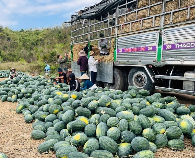 Trước Tết Nguyên đán, khoảng 1.400ha dưa hấu tại Gia Lai đã được thu hoạch với giá dao động 4.000-6.000 đồng/kg. Ảnh: TTXVN