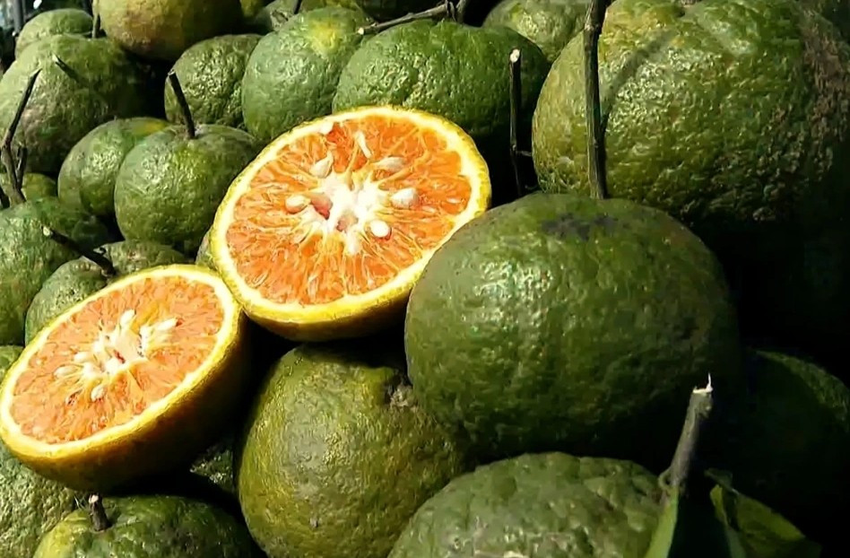 Không chỉ dưa hấu, cam sành Vĩnh Long cũng rớt giá chạm đáy. Tại một số xã ở Vĩnh Long, cam sành bán tại vườn chỉ còn 1.000-3.000 đồng/kg tùy loại. Ảnh: VOV