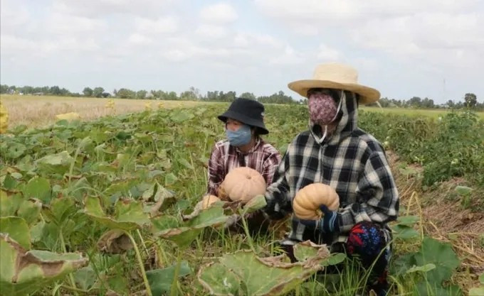 Nhiều vườn bí đã quá ngày thu hoạch, trái nằm dày đặc trên ruộng nhưng không bán được. Ảnh: SGGP