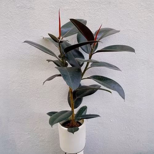 cây đa búp đỏ khá đẹp, mang lại nét sang trọng cho bất kỳ căn phòng nào. Tuy nhiên, chuyên gia Steinkopf cho biết loài cây này cần nhiều ánh sáng tự nhiên hơn những gì phòng ngủ thường có. Ảnh: Cây cảnh xanh