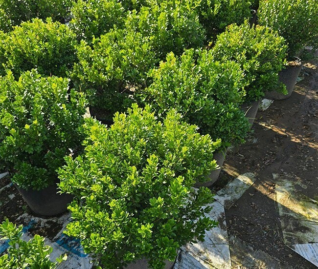 Cây ngâu ưa sáng và hợp khí hậu cận nhiệt, phát triển mạnh ở những vùng đất ẩm, đồng bằng. Ảnh: Internet