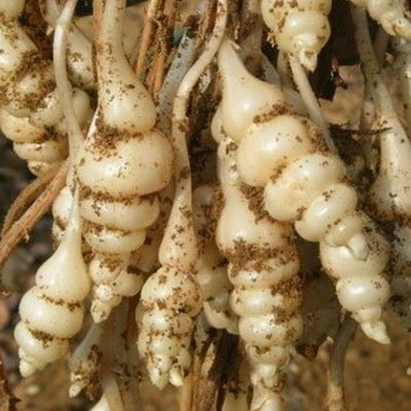 Hình dáng này khiến nhiều người "khiếp vía" nhưng chính đặc điểm ấy lại làm nên sự độc đáo của nó. Ảnh: Shoot Gardening