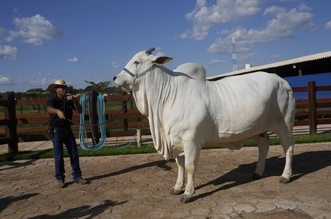 Viatina-19 là con bò cái màu trắng, trọng lượng 1,1 tấn - gấp đôi so với những con trưởng thành cùng giống Nelore. Ảnh: Minuto Rural