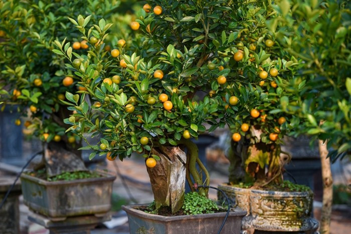 Cây quất được ưa chuộng vì tượng trưng cho sự giàu có, công việc kinh doanh thuận lợi, nở hoa quanh năm và hương thơm dễ chịu. Ảnh: Nhân dân