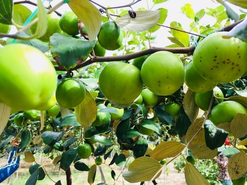 Sau khoảng 10 - 12 tháng trồng, táo gió cho thu hoạch lứa đầu tiên. Từ khi cây ra hoa đến lúc hái quả mất 2 - 3 tháng. Ảnh: Lalago