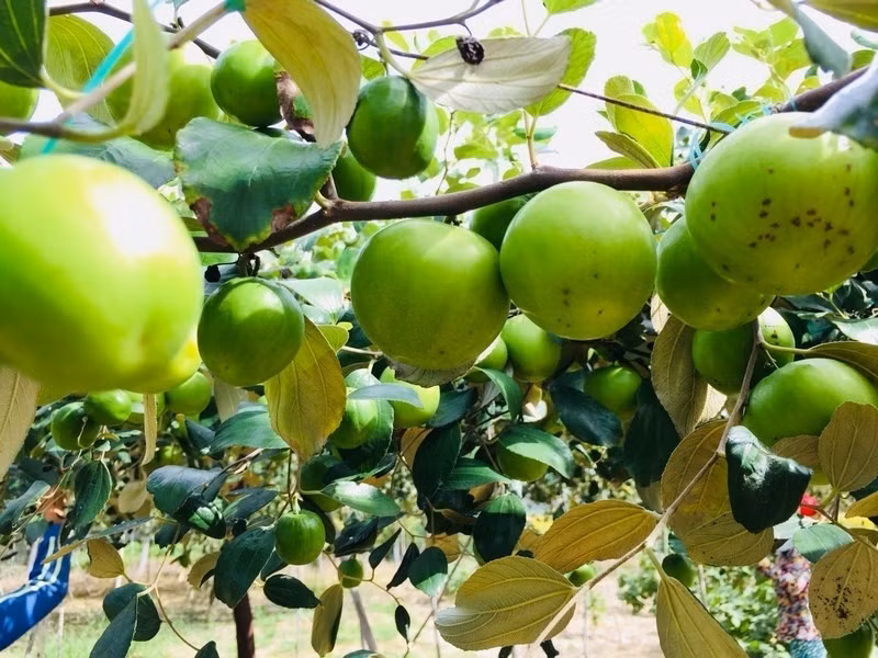 Sau khoảng 10 - 12 tháng trồng, táo gió cho thu hoạch lứa đầu tiên. Từ khi cây ra hoa đến lúc hái quả mất 2 - 3 tháng. Ảnh: Lalago