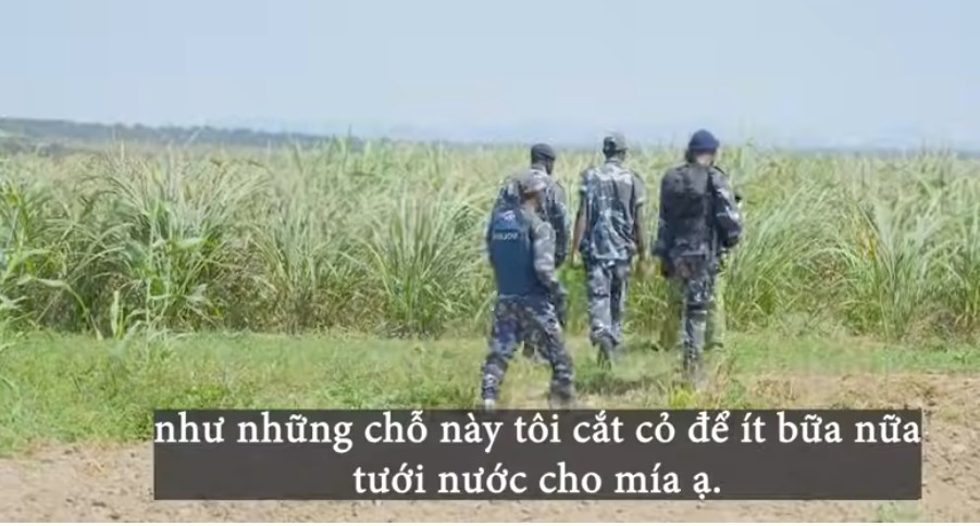 Vườn mía rộng bát ngát. Ảnh chụp màn hình