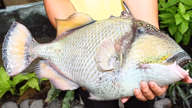 Một con cá bò giáp trưởng thành nặng từ 2 - 4kg, chiều dài đạt khoảng 25 cm. Ảnh: Internet