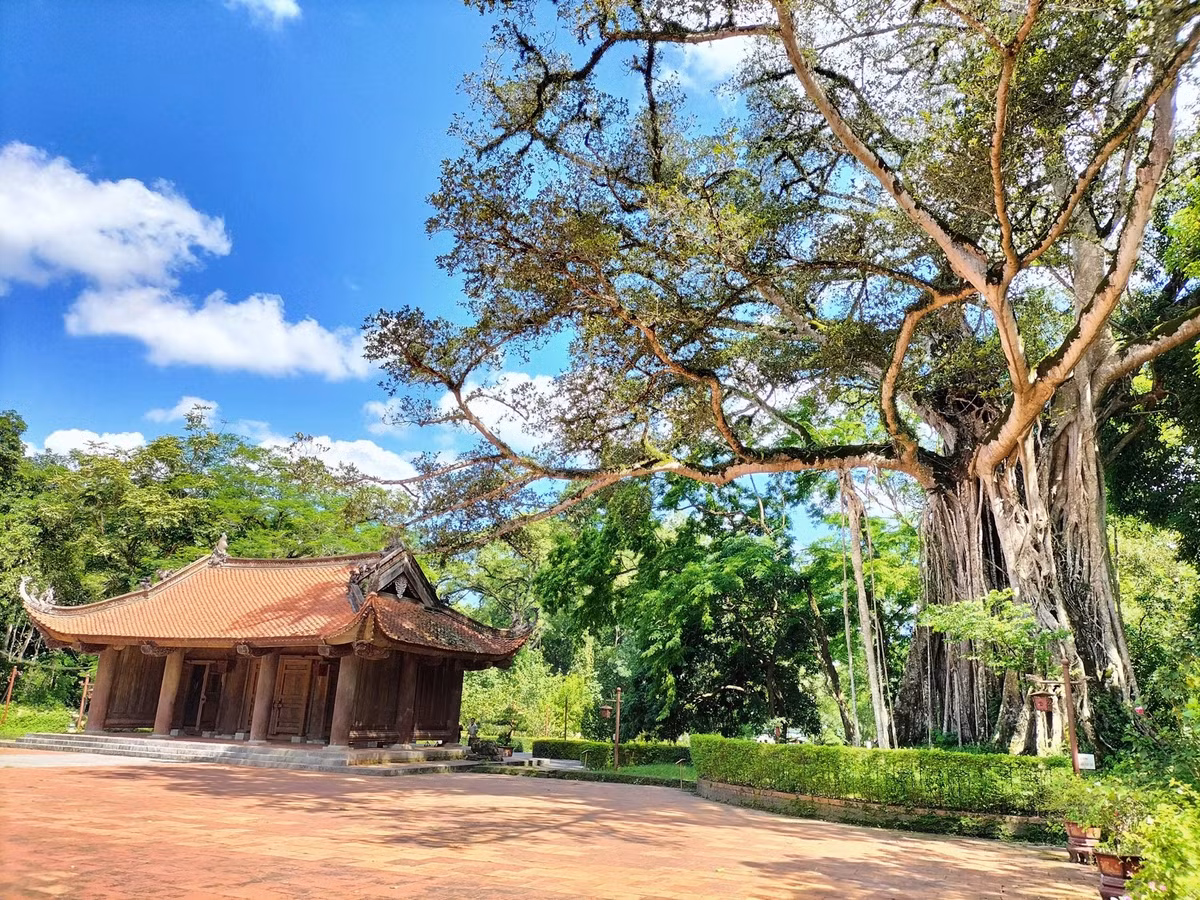 Cây đa, cây si thường gắn liền với đình chùa, miếu mạo và không gian tâm linh. Ảnh: Internet