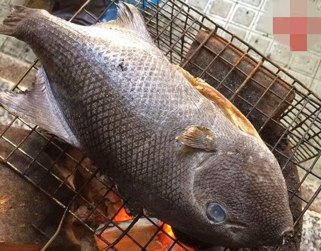 Loài cá này được ưa chuộng không phải ở hình dáng, mà là chất lượng thịt. Ảnh: Hải sản mỗi ngày