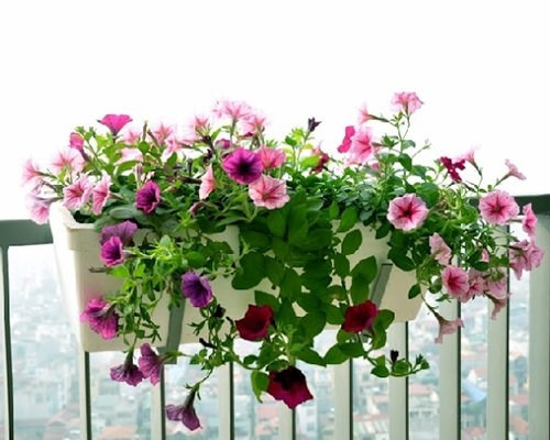 Loài hoa này dễ trồng, ưa nắng nhẹ, chỉ cần tưới nước đều đặn và bón phân định kỳ là có thể nở hoa liên tục suốt mùa xuân. Ảnh: Banhatgiong