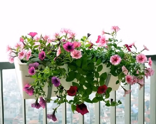 Loài hoa này dễ trồng, ưa nắng nhẹ, chỉ cần tưới nước đều đặn và bón phân định kỳ là có thể nở hoa liên tục suốt mùa xuân. Ảnh: Banhatgiong