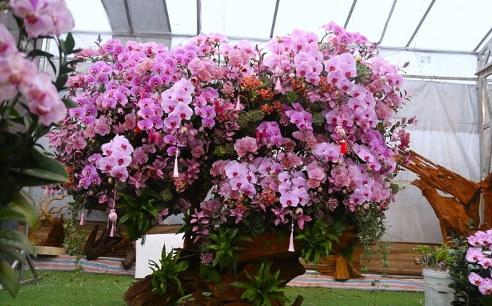 Đáng chú ý nhất là các tác phẩm lan hồ điệp ghép trên gỗ lũa. Ảnh: Tiền phong