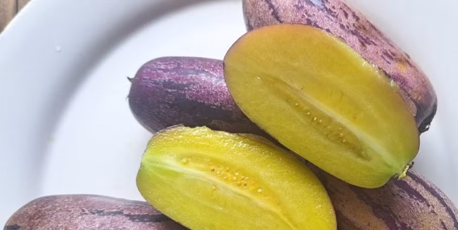 Loại dưa này cho trái liên tục và thu hoạch trái trong vòng vài năm. Ảnh: Dân Việt