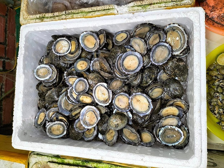 ốc vú dẹt Côn Đảo có quanh năm nhưng xuất hiện nhiều vào những ngày trăng tròn. Ảnh: Facebook