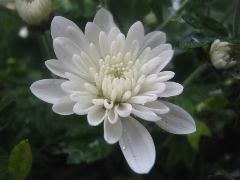 Vì vậy, việc trưng hoa cúc trắng trong nhà ngày đầu năm dễ bị xem là không mang lại khí vượng, thậm chí còn đem đến cảm giác u buồn, không phù hợp với không khí sum vầy, vui tươi của năm mới. Ảnh: FLoLi