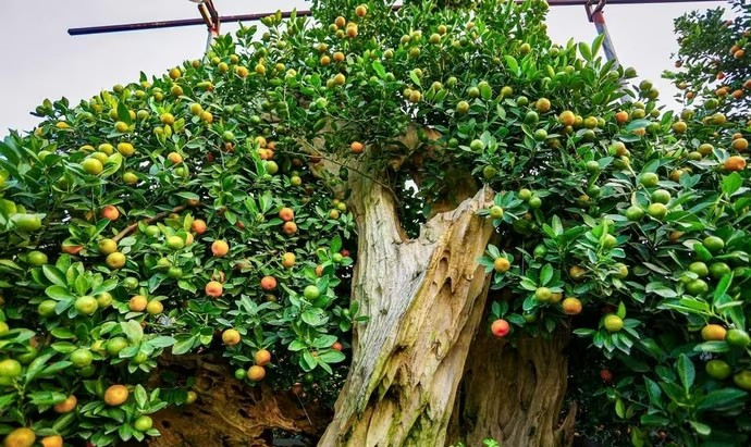 Vẻ khô cằn, già nua của gỗ lũa cùng màu vàng óng của quả quất tạo nét vừa mạnh mẽ, vừa sinh động và giàu tính nghệ thuật. Ảnh: Vietnam+