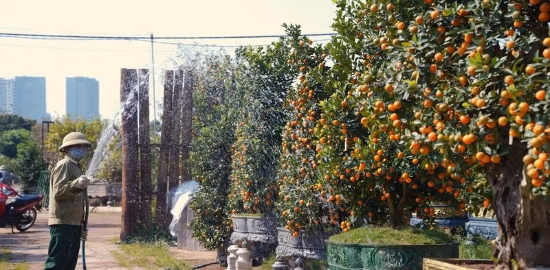 Những tác phẩm thế đẹp, gỗ lớn, quả đều giá khoảng 50-60 triệu đồng, thậm chí có thể cao hơn. Ảnh: Báo Công Thương