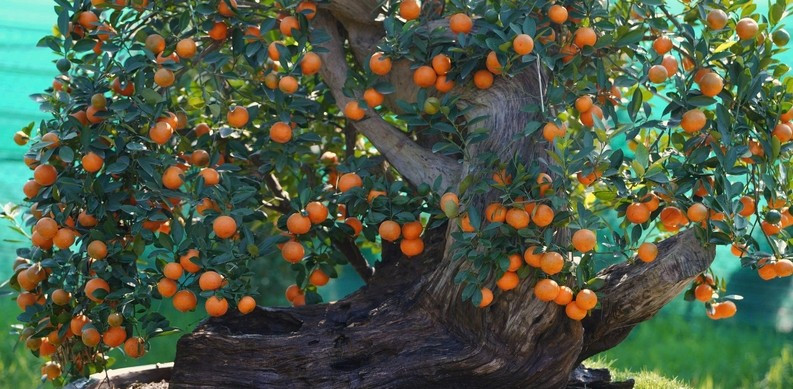 Thời gian hoàn thiện một cây quất gỗ lũa phải mất từ 5-7 năm. Sau khi thu gom, gỗ lũa sẽ được xử lý chống mối mọt, nấm mốc, sau đó tạo dáng phù hợp. Ảnh: Báo Công Thương