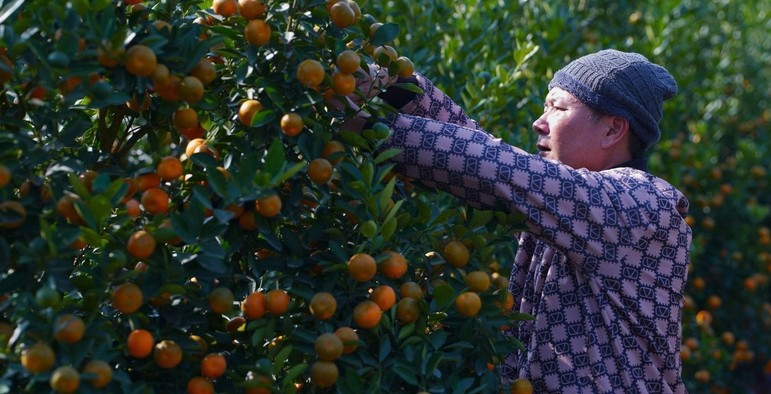 Công đoạn ghép quất lên gỗ lũa đòi hỏi kỹ thuật cao, đảm bảo cây sinh trưởng ổn định, lộc trổ đều, quả chín vàng. Ảnh: Báo Công Thương