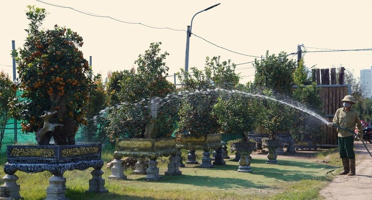 Những ngày giáp Tết Nguyên đán Bính Ngọ 2026, làng quất Tứ Liên (phường Hồng Hà, Hà Nội) tất bật vào vụ, đón đông đảo khách thập phương đến tham quan, mua sắm. Ảnh: Báo Công Thương