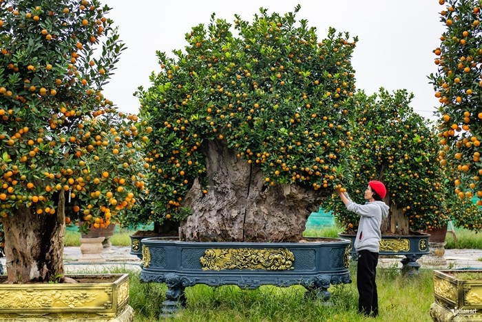 Quất gỗ lũa là sự kết hợp công phu giữa cây quất cảnh và phần gốc, thân gỗ lũa tự nhiên được tuyển chọn kỹ lưỡng. Ảnh: Vietnamnet