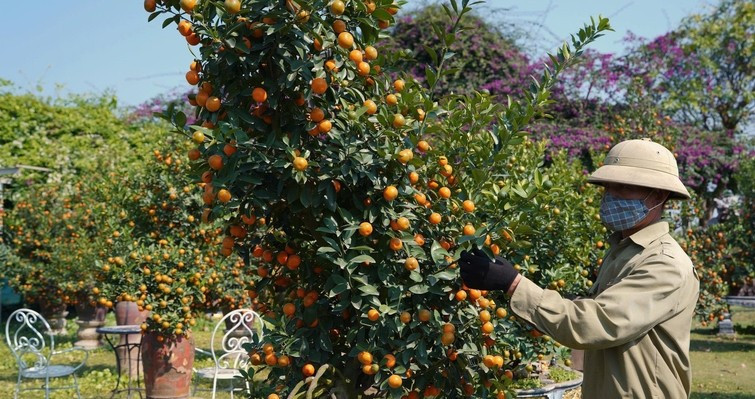 Gỗ xù xì ghép cùng thân quất khỏe mạnh, quả sai tròn đều vàng óng ả, lá xanh bóng. Ảnh: Báo Công Thương