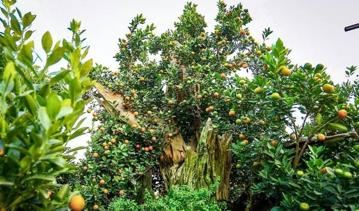 Bên cạnh những chậu quất truyền thống, vài năm gần đây, quất gỗ lũa độc lạ thu hút sự chú ý của giới chơi cây cảnh. Ảnh: Vietnam+