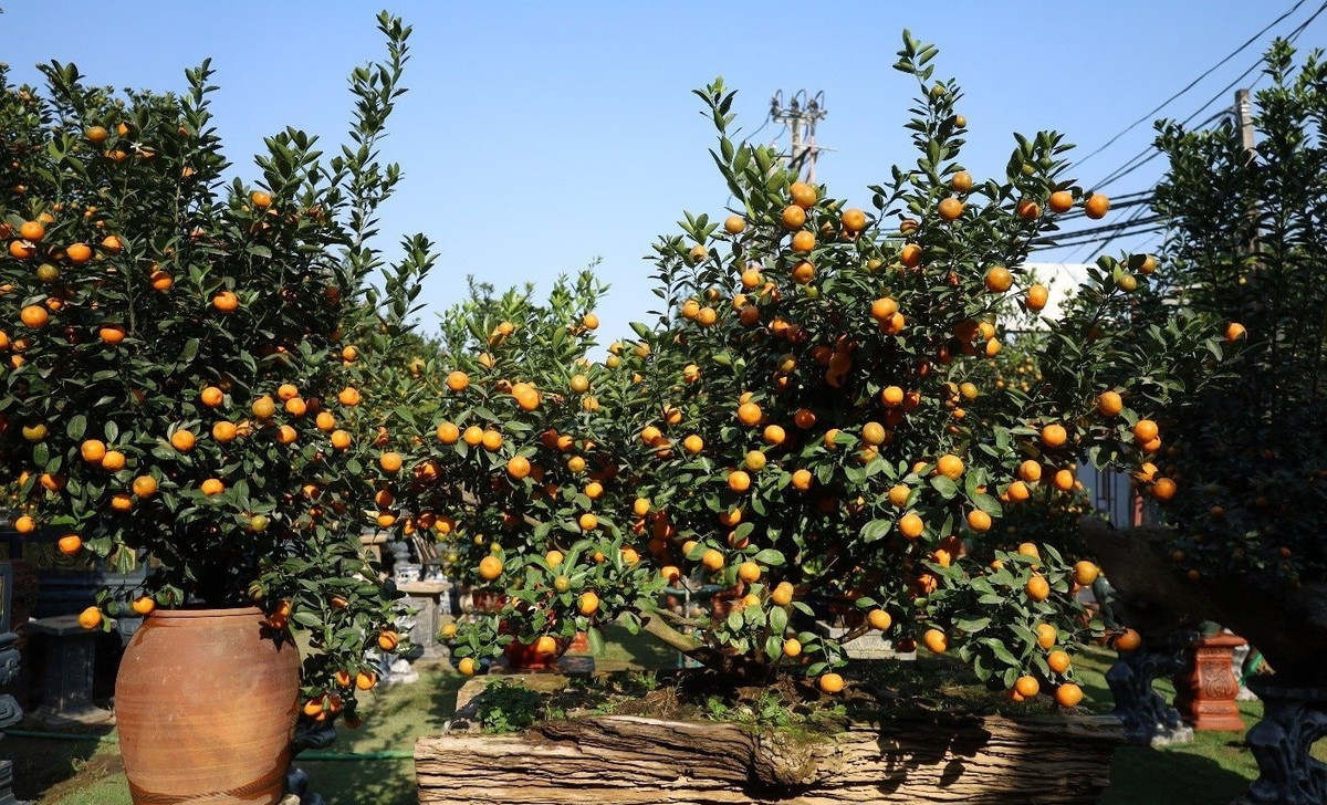 Ý nghĩa của quất gỗ lũa là sự trường tồn của thời gian thấm vào gỗ lũa, là sự kết tinh, đơm hoa kết trái. Ảnh: Công Luận