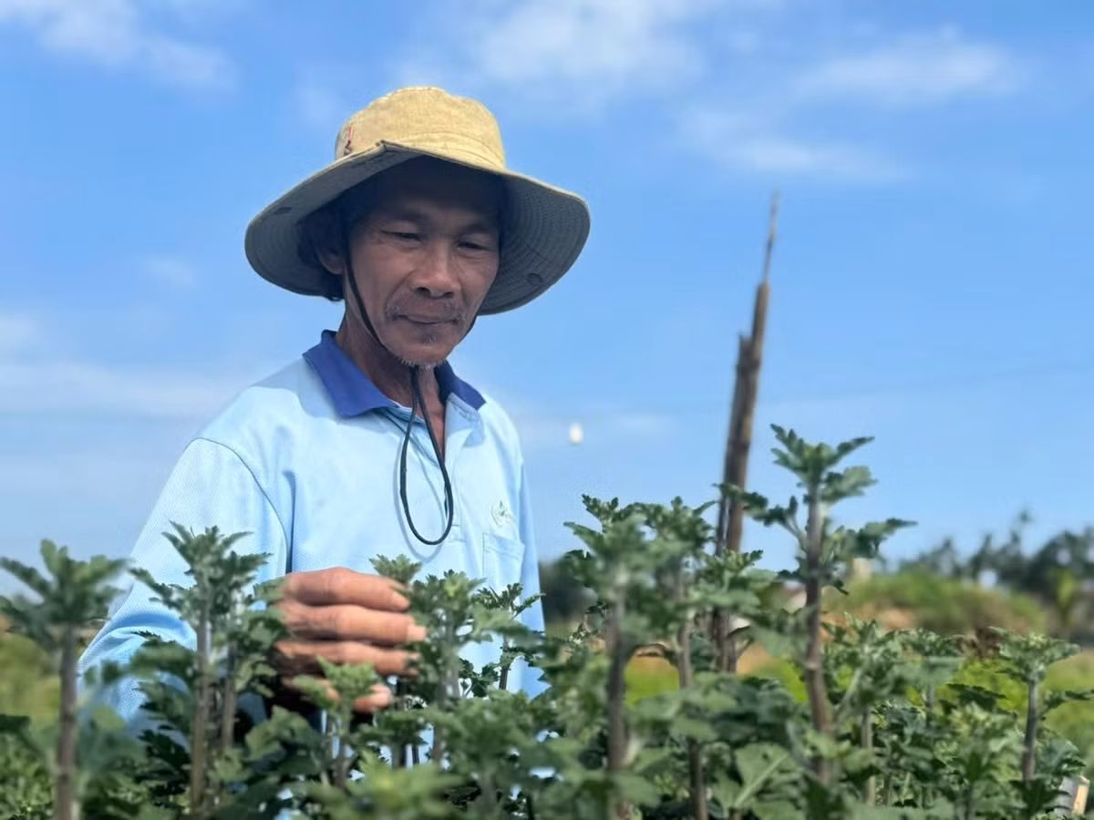 Hoa cúc càng đẹp càng được giá. Những chậu hoa giá cao phải có lá xanh tốt, dáng đẹp, không bệnh, nụ to, cây cao. Ảnh: Dân tộc và phát triển