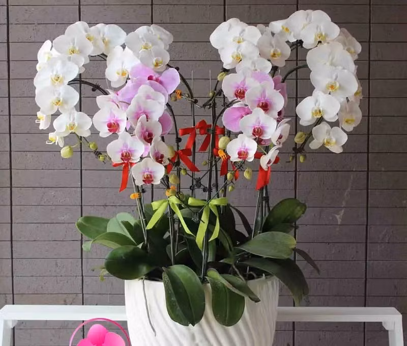 Một chậu lan đặt trước cửa nhà không chỉ nâng tầm thẩm mỹ mà còn giúp hút năng lượng tốt, mang lại may mắn cho gia chủ. Ảnh: Love Flowers