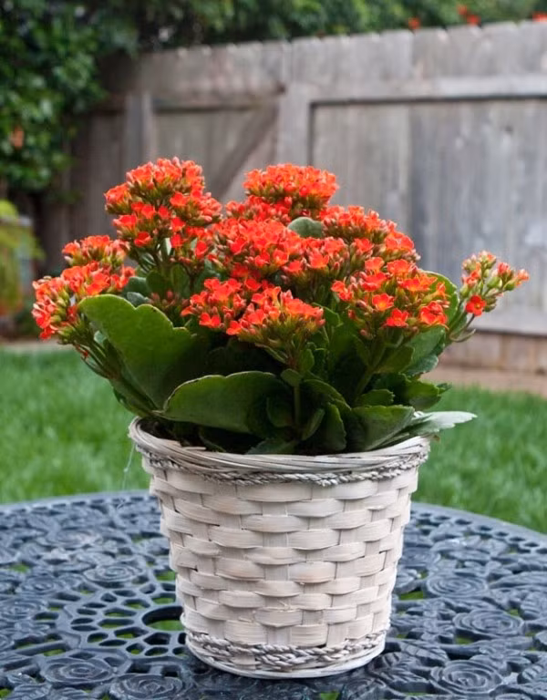 Dịp Tết, hoa trường thọ màu đỏ được ưa chuộng hơn vì mang đến cảm giác ấm áp, an khang. Ảnh: Cayxanhhanoi