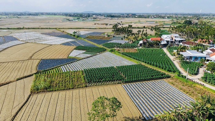 Những ngày giáp Tết Nguyên đán Bính Ngọ 2026, làng hoa Nghĩa Hiệp (xã Vệ Giang, tỉnh Quảng Ngãi), nơi được mệnh danh là “thủ phủ” hoa cúc Tết của miền Trung, không khí trở nên rộn ràng. Ảnh: Tiền phong