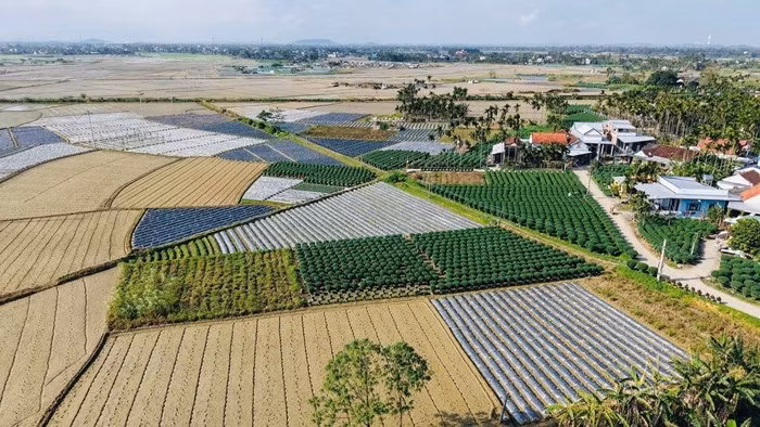 Những ngày giáp Tết Nguyên đán Bính Ngọ 2026, làng hoa Nghĩa Hiệp (xã Vệ Giang, tỉnh Quảng Ngãi), nơi được mệnh danh là “thủ phủ” hoa cúc Tết của miền Trung, không khí trở nên rộn ràng. Ảnh: Tiền phong