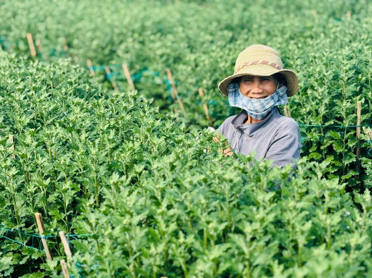 Thời điểm này, các nhà vườn ở làng hoa Nghĩa Hiệp bước vào giai đoạn chăm sóc cuối cùng trước khi xuất bán. Ảnh: Plo