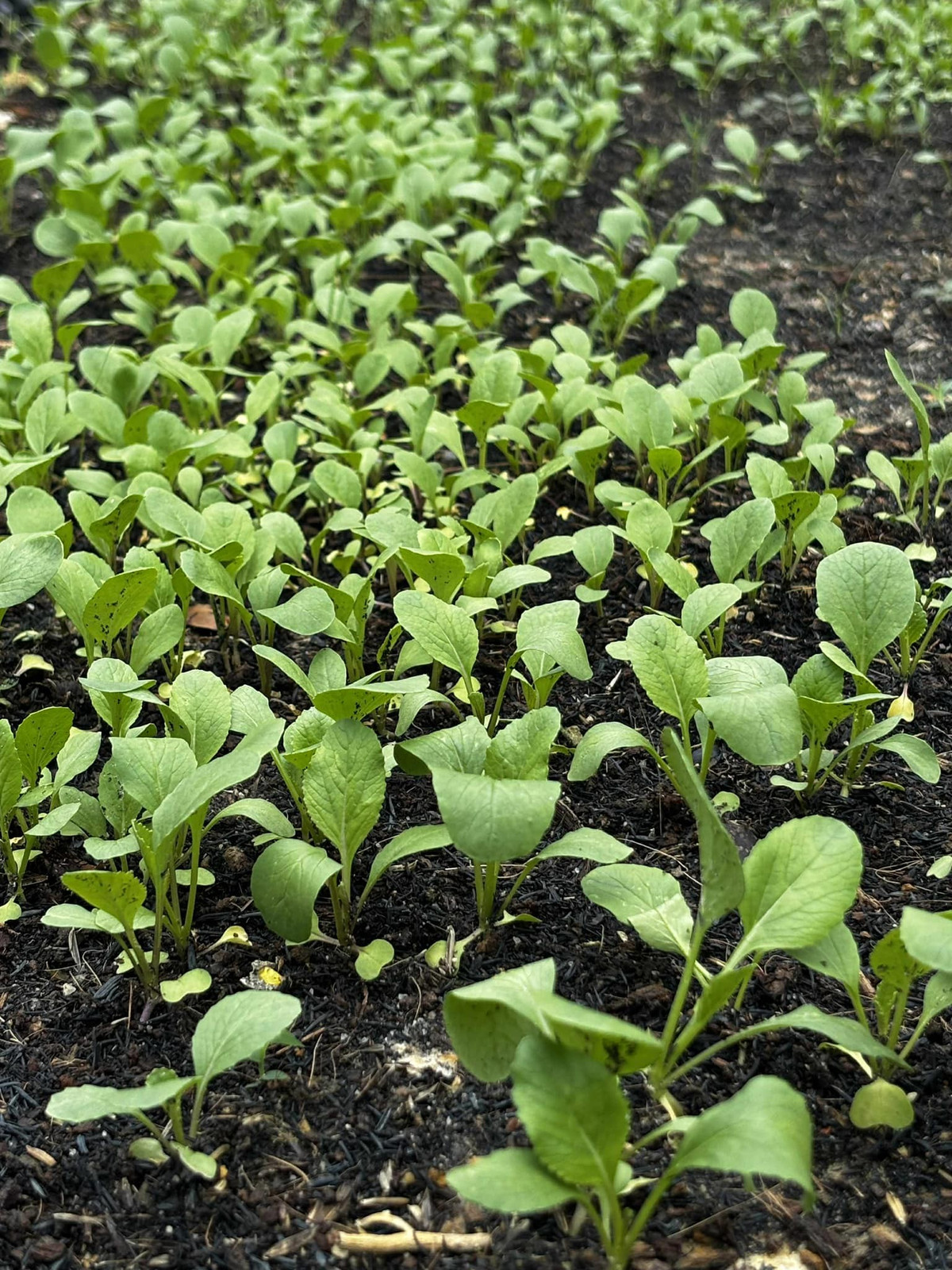 Luống rau nào cũng xanh non mơn mởn. Ảnh: FB Trần Việt Trinh