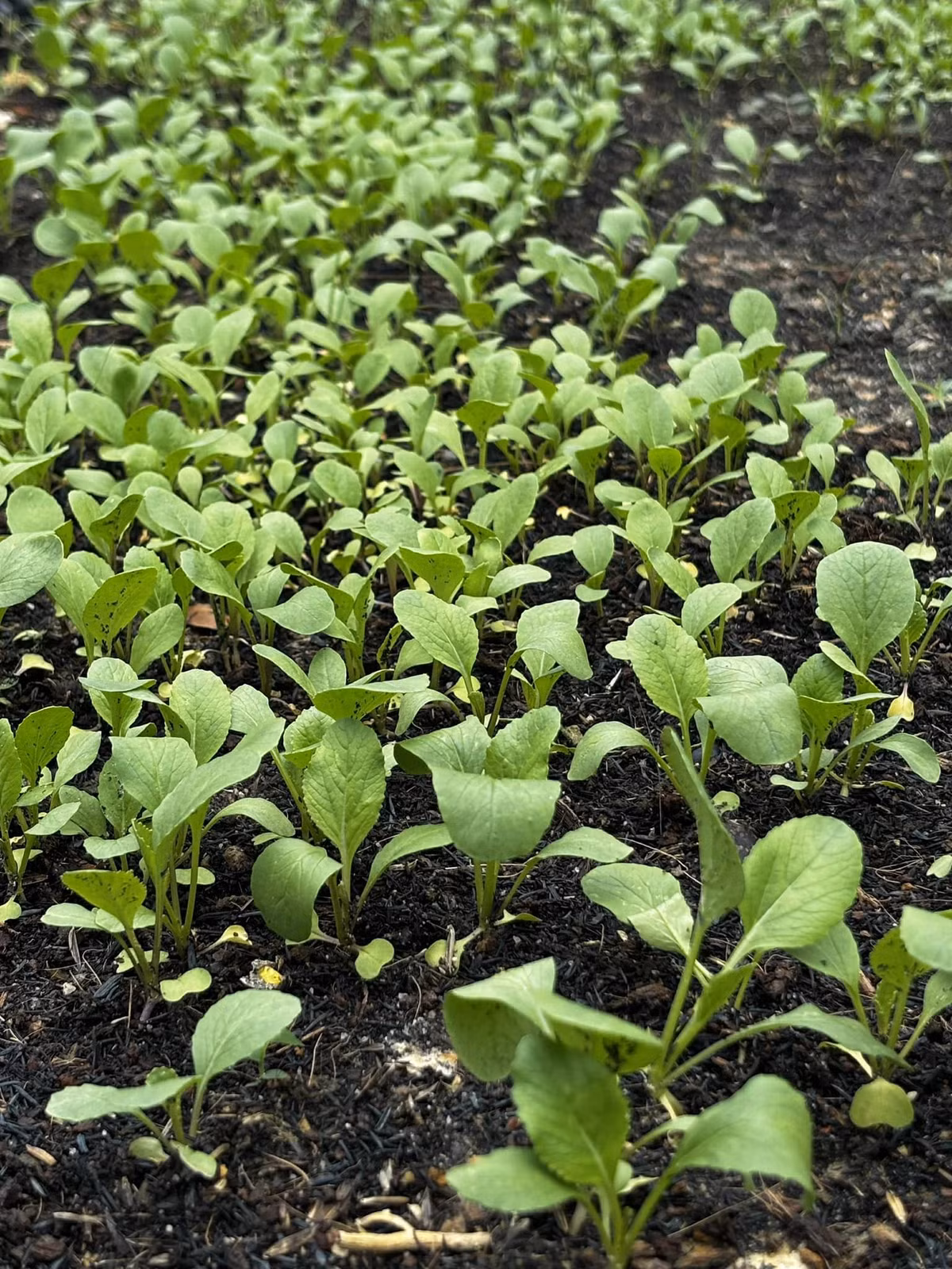 Luống rau nào cũng xanh non mơn mởn. Ảnh: FB Trần Việt Trinh