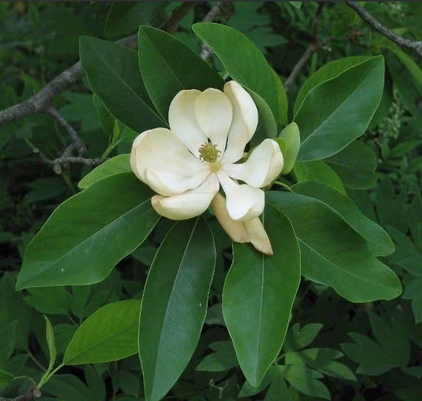 Mùa hoa dổi nở rộ từ tháng 3 đến tháng 4 hằng năm. Hoa màu trắng, mọc ở đầu cành và có hương thơm nhẹ nhàng. Ảnh: Internet