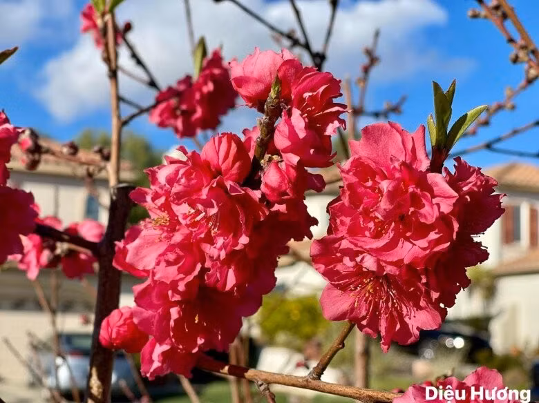 Ngoài cam, trong vườn nhà Diệu Hương còn nụ hoa đào, tín hiệu của mùa xuân. Ảnh: FB Diệu Hương