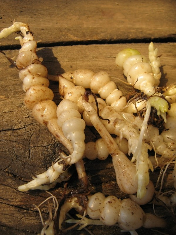 Từng bị xem là loài cây dại ít giá trị, nhưng với làn sóng ưa chuộng thực phẩm dân dã, loại củ này vươn lên thành sản phẩm được săn tìm. Ảnh: Wallis Creek Watergarden