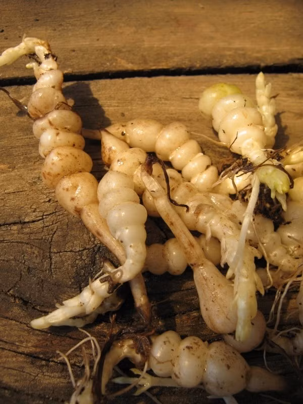 Từng bị xem là loài cây dại ít giá trị, nhưng với làn sóng ưa chuộng thực phẩm dân dã, loại củ này vươn lên thành sản phẩm được săn tìm. Ảnh: Wallis Creek Watergarden