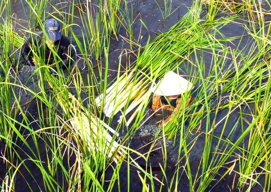 Phần ăn được của bồn bồn là thân non giòn ngọt, ngoi lên khỏi mặt nước. Ảnh: VOV