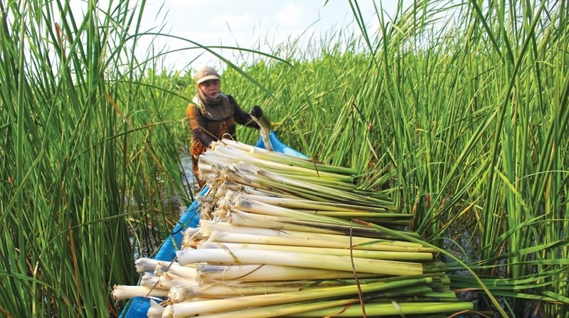Nhờ đó, mô hình trồng bồn bồn mang về nguồn thu nhập đáng kể cho người dân. Ảnh: Báo Cà Mau